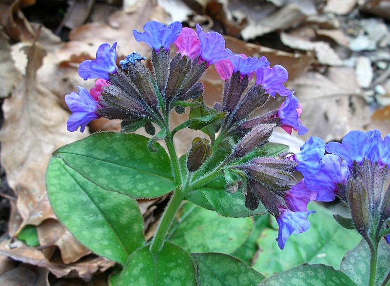 Pulmonaria officinalis / Polmonaria maggiore